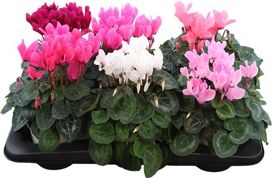 Cycl Per Ss Gemengd Xl