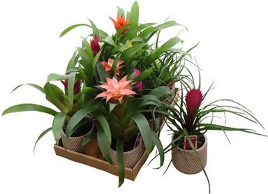 Brom Gemengd Beton Goud