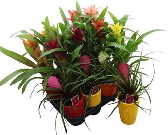 Brom Gemengd Keramiek Ribbel