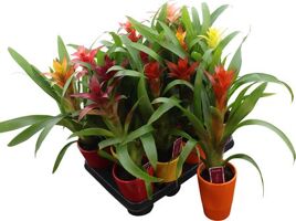 Guzm Gemengd Keramiek Ribbel