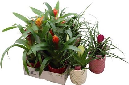 Brom Gemengd Keramiek Ruit