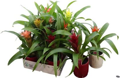 Guzm Gemengd Keramiek Ruit