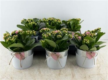 Arr (1) Zink Met Hart