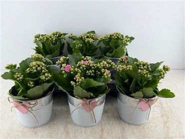 Arr (2) Zink Met Hart