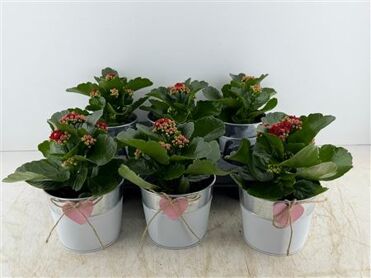 Arr (3) Zink Met Hart