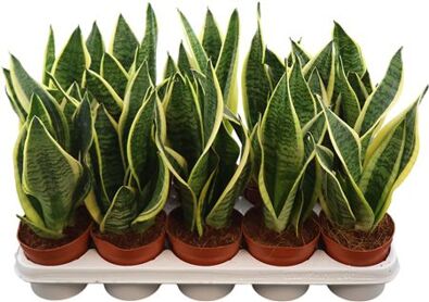 Sans Tri Futura Superba