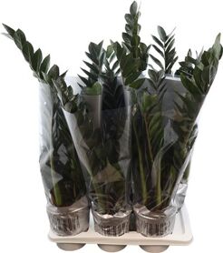 Zamio Zamiifolia Super Nova 6+