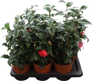 Camellia Jap Dr King 15+
