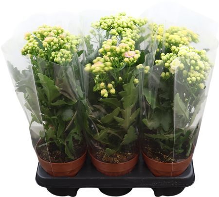 Kalanchoe Gemengd Sunny Potcover