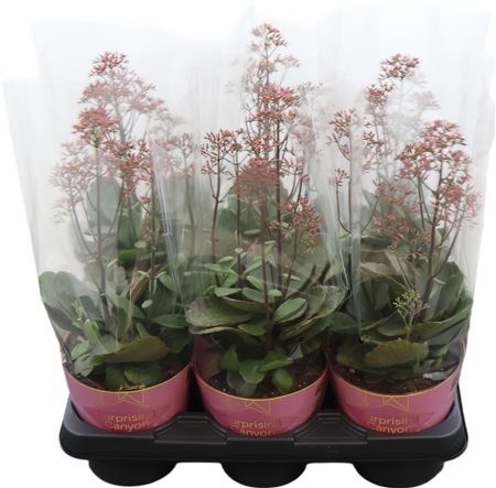 Kalanchoe Surprising Canyon Potcover