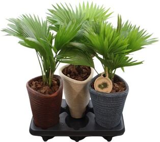 Livistona Rotundifolia Keramiek Susan