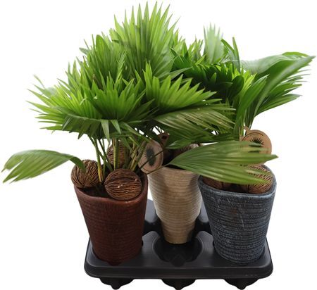 Livistona Rotundifolia Keramiek Susan