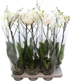 Phal King White 2 Tak Xl