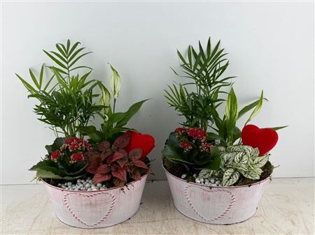 Arr (4) Zink wit met hart