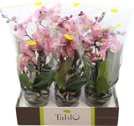 Phal Tablo Cosmopolitan 2 Tak