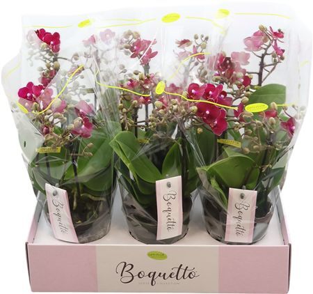 Phal Boquetto Temptation 3-5 Tak