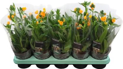 Ornit Dubium Oranje 3 Tak