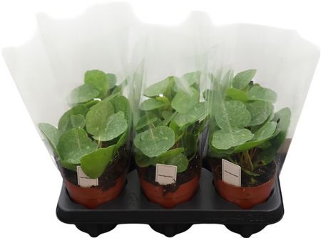 Pilea Sugar