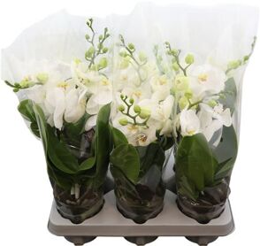 Phal Tablo Champagne 2 Tak (bo)