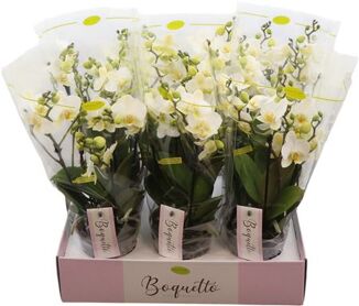 Phal Boquetto Beauty 3-5 Tak