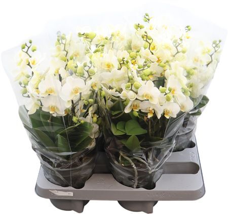 Phal Bellissimo 5-8 Tak