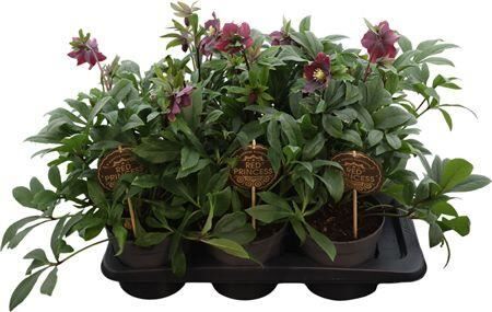 Hell Viv Victoria 3+