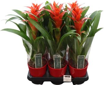 Guzm Ostara Keramiek Rood