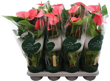 Anthurium (andreanum Grp) Melito