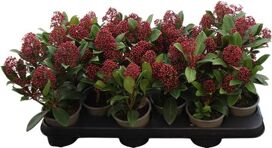 Skimmia Jap Rubella 5+