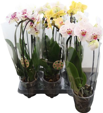 Phal Casc Gemengd 2 Tak 14+