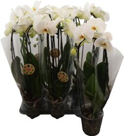 Phal Casc Marble 2 Tak