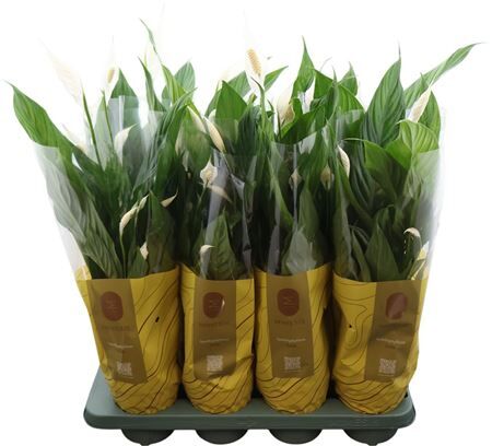 Spath Sweet Benito 5+