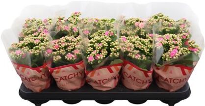 Kalan Gev Roze Catchy Season