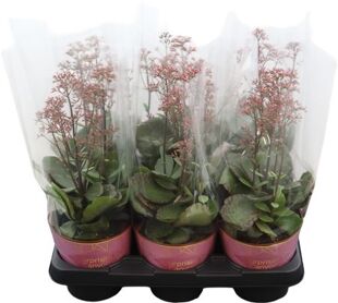 Kalanchoe Surprising Canyon Potcover