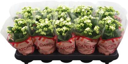 Kalan Gev Wit Catchy Season