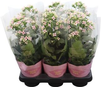 Kalanchoe Femini Pink Potcover