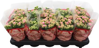 Kalan Gev 2kl Roze - Wit Catchy Season