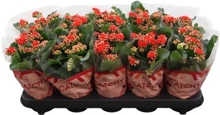 Kalan Gev Rood Catchy Season