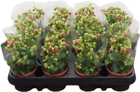 Kalanchoe Dream Bells Potcover