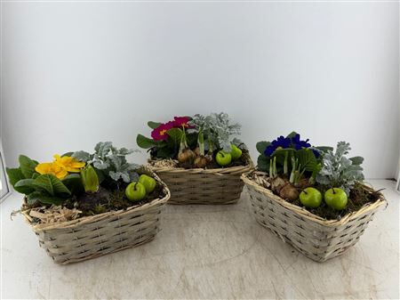 Arr (4) Mand Rechth.