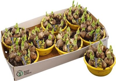 Narcis Tete A Tete In Schaal