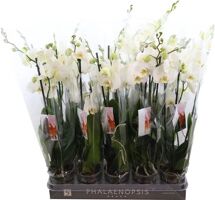 Phal Wit 3 Tak *****