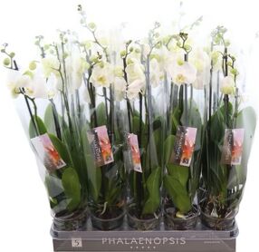 Phal Wit Nottingham 3 Tak *****