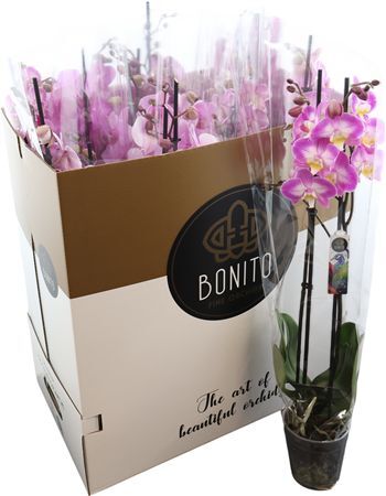 Phal Gemengd 2 Tak 7kl