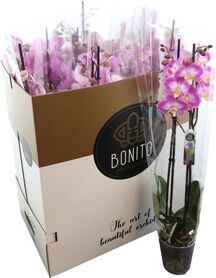 Phal Gemengd 2 Tak 7kl