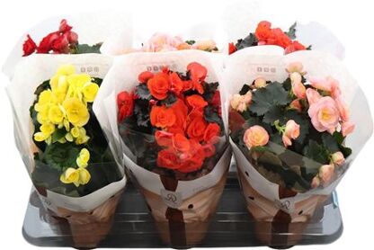 Beg Du Gemengd Dolcamore