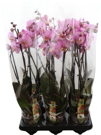 Phal Manhattan 3 Tak