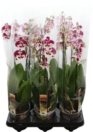 Phalaenopsis Floricode Untold Stories