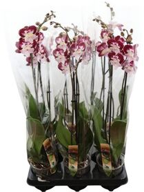 Phal Barcelona 2 Tak