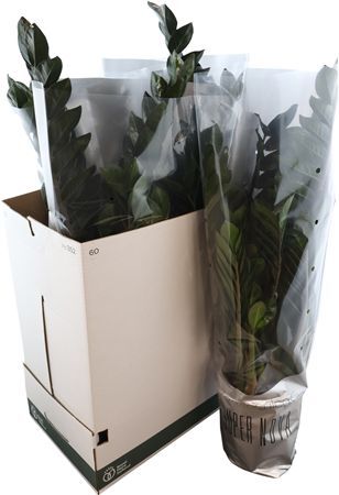 Zamio Super Nova 10+